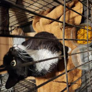 Found Cat Unknown