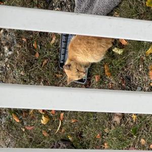 Found Cat unknown