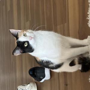 Lost Cat Poppy