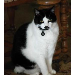 Lost Cat Shinx