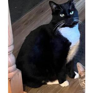 Lost Cat Scout