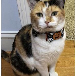 Lost Cat Clementine
