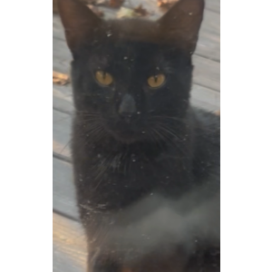 Lost Cat Sebastian