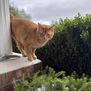 Lost Cat Charlie