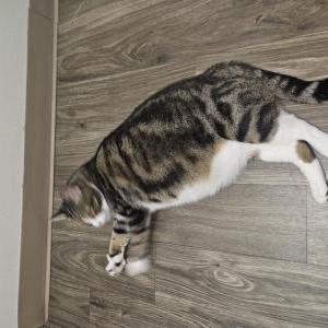 Found Cat Unknown sweet kitty!