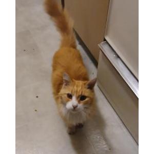 Found Cat Unknown