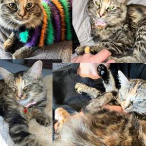 Lost Cat Maple