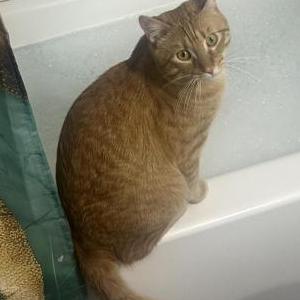 Lost Cat Simba