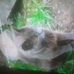 Lost Cat Sylvester