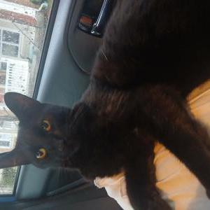 Found Cat Unknown