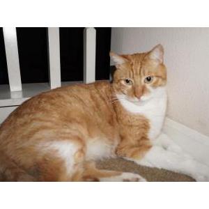 Image of Rocket, Lost Cat