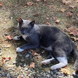 Lost Cat Chaos