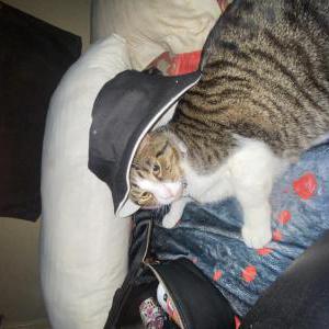 Lost Cat Mister Emo