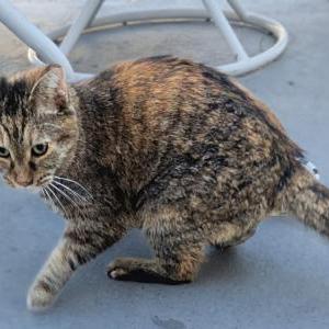Found Cat Unknown