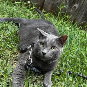 Lost Cat Boudin