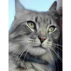 Image of Milo, Lost Cat