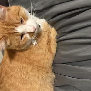 Lost Cat Milo