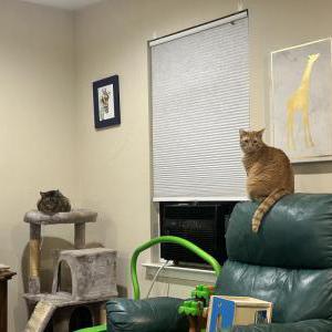 Lost Cat Falafel