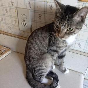 Image of Pudding, Lost Cat
