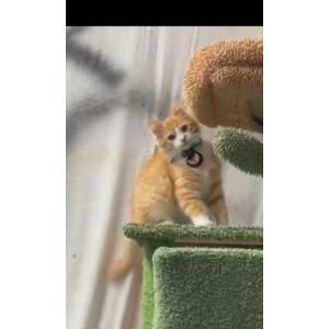 Lost Cat Mr. Kitty
