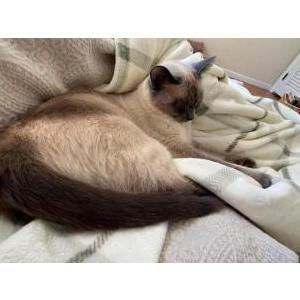 Image of Leo, Lost Cat