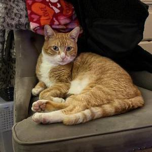 Lost Cat Orange juice