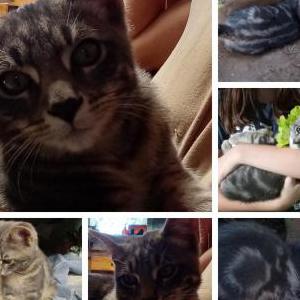 Lost Cat Deebo
