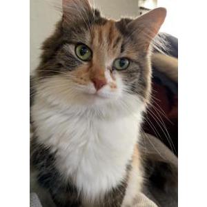 Image of Nyu, Lost Cat