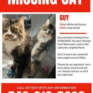 Image of Guy, Lost Cat