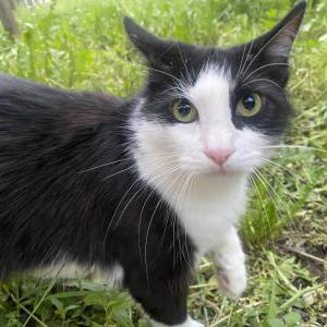 Lost Cat Ziggy