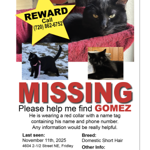 Lost Cat Gomez