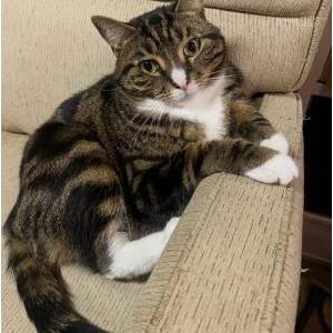 Lost Cat Stinker