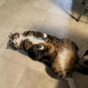 2nd Image of Stinker, Lost Cat