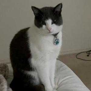 Lost Cat Magno