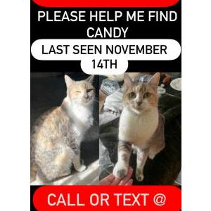 Lost Cat Candy