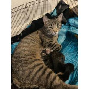 Image of Cleo, Lost Cat