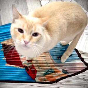 Lost Cat Neko