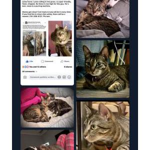 Lost Cat Parmi aka Bumi