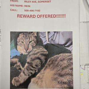 Lost Cat REIN