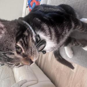 Image of Silver, Lost Cat
