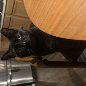 Lost Cat Zuko