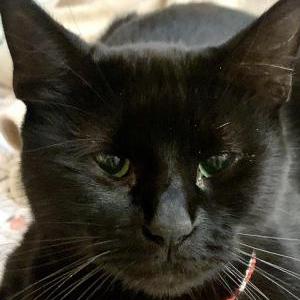 Image of Mina, Lost Cat