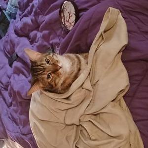 Lost Cat Kitsy