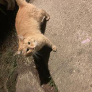Found Cat Unknown