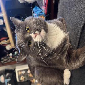 Lost Cat Silas