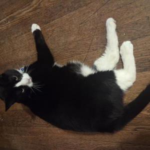 Lost Cat Frank