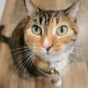 Image of Neelix, Lost Cat