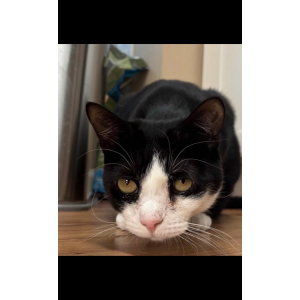 Lost Cat Nova