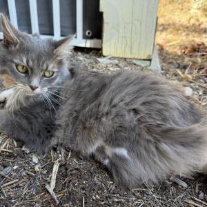 Found Cat unknown