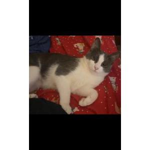 Lost Cat Kendra